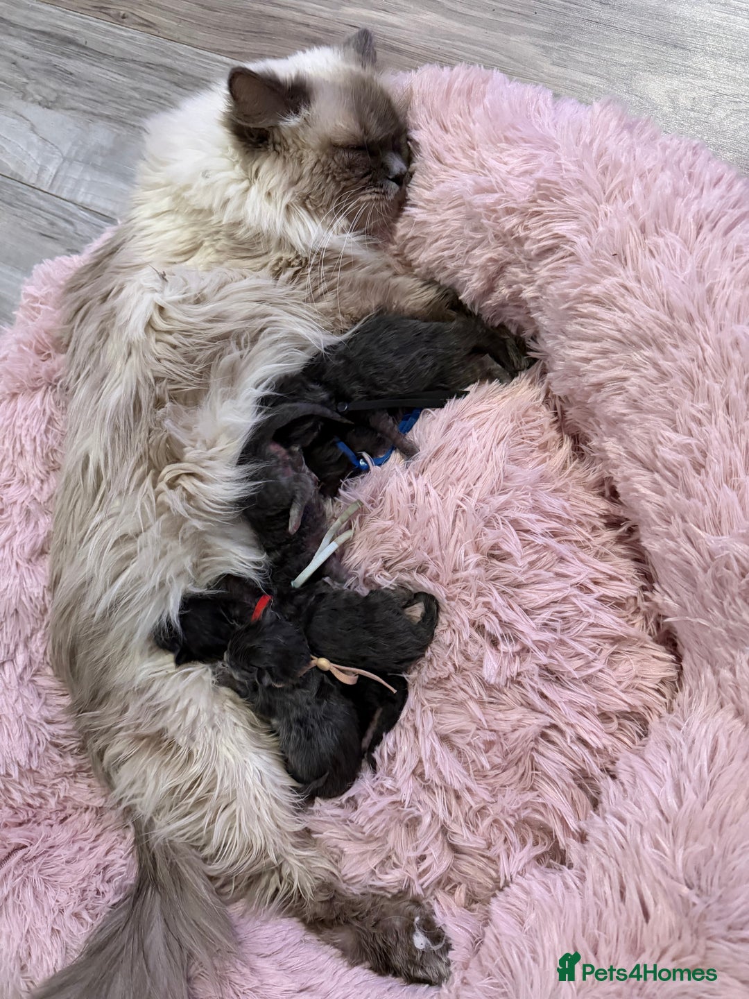 Ragcoon cats for sale: 6 beautiful Ragdoll X Maine coon kittens  - Advert 1