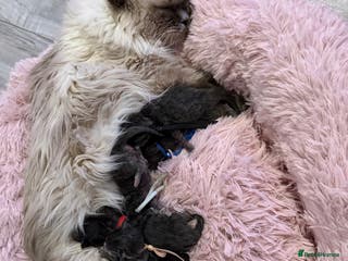 Ragcoon cats 6 beautiful Ragdoll X Maine coon kittens - Advert 3