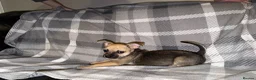 Mixed Breed dogs for sale: READY NOW French Bull dog cross Chihuahua puppies  - Advert 21