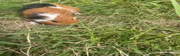 Guinea Pig rodents for sale: Beautiful guinea pigs  - Advert 2