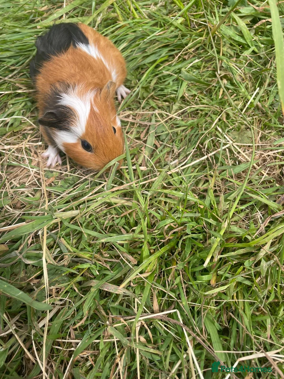 Guinea Pig rodents for sale: Beautiful guinea pigs  - Advert 2