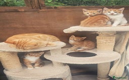 Mixed Breed cats for sale: 4 Ginger Kittens READY FOR A NEW HOME/WEST DRAYTO - Image 8