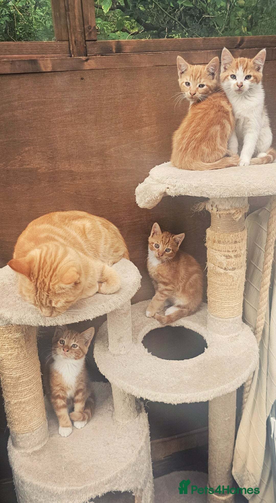 Mixed Breed cats for sale: 4 Ginger Kittens READY FOR A NEW HOME/WEST DRAYTO - Image 8