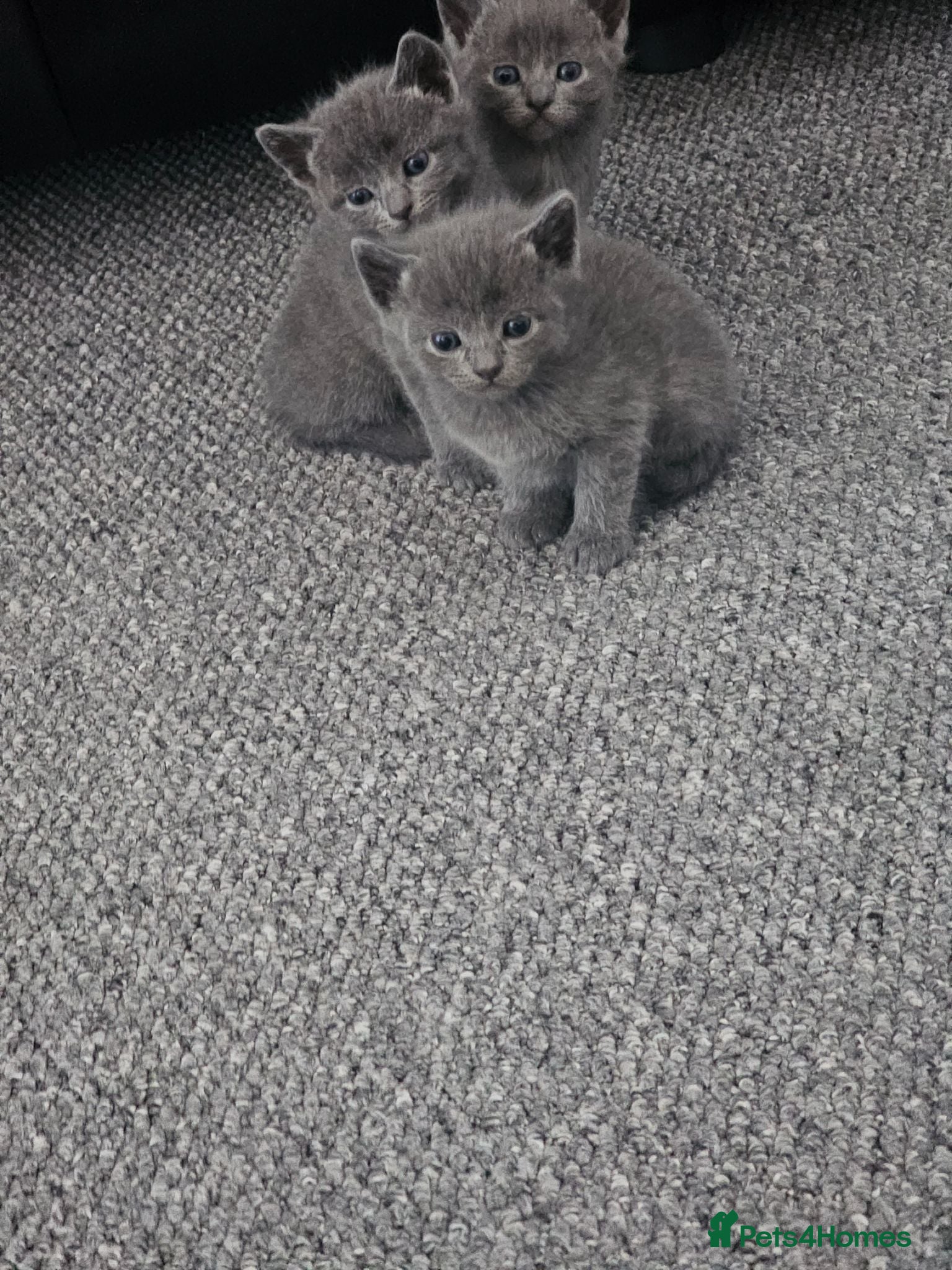Russian Blue cats Two male russian blue cats for sale - Advert 2