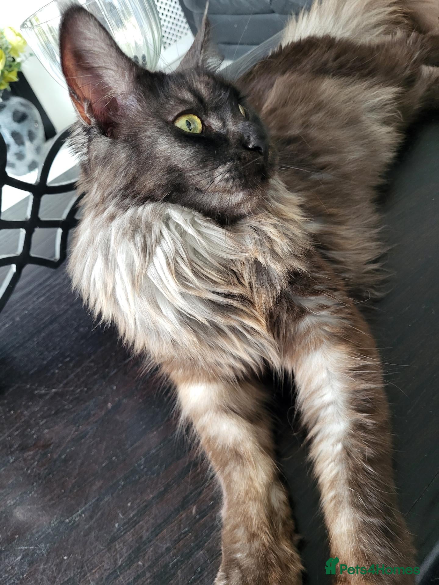 Maine Coon cats Beautiful Black smoke ACTIVE Maine coon  - Advert 1