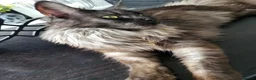 Maine Coon cats for sale: Beautiful Black smoke ACTIVE Maine coon  - Advert 1