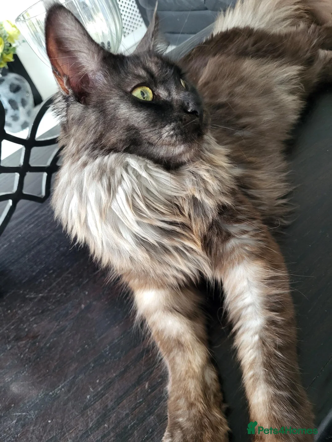 Maine Coon cats for sale: Beautiful Black smoke ACTIVE Maine coon  - Advert 1