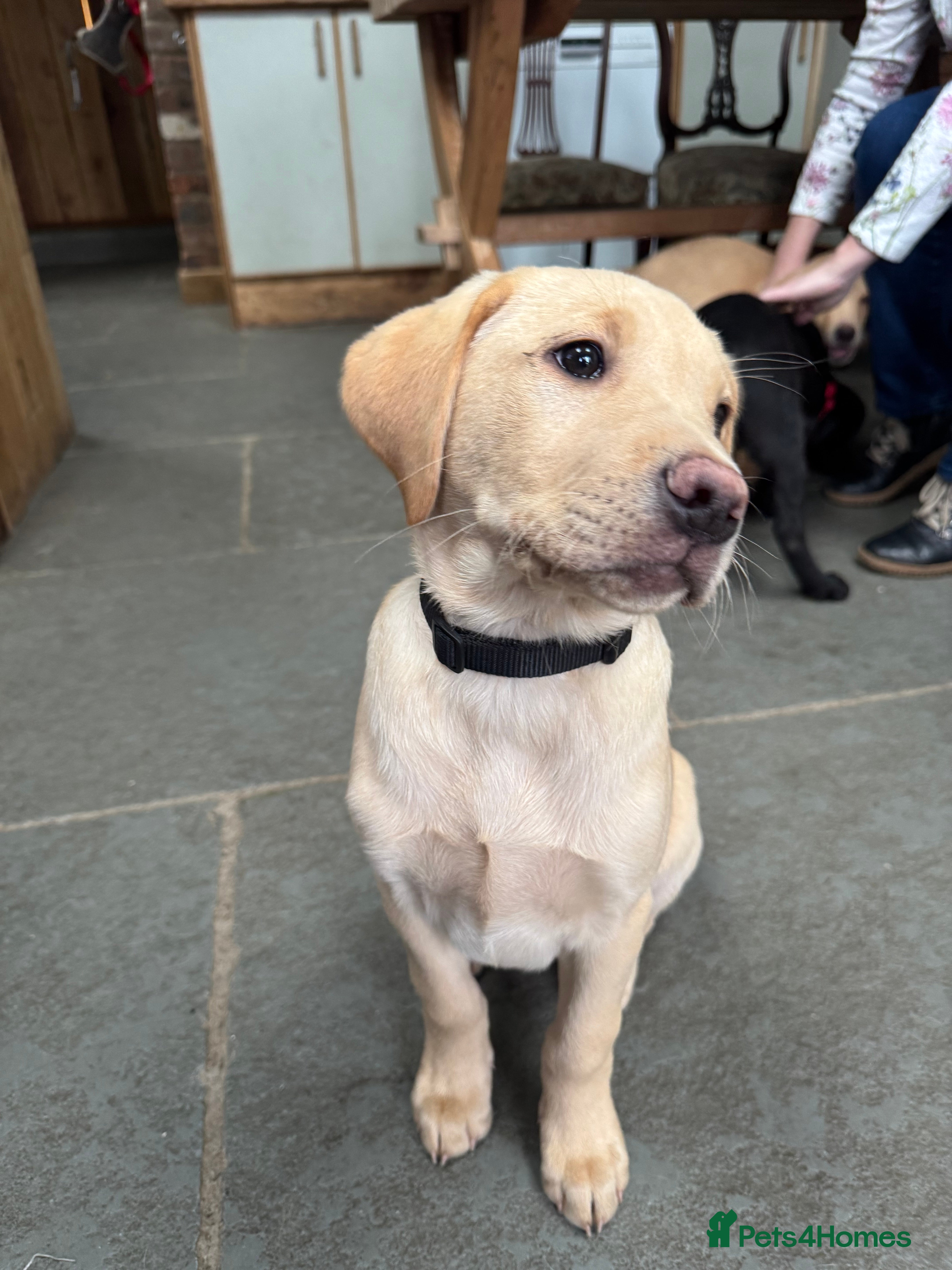 Labrador Retriever dogs Fabulous KC reg Labrador Puppy from top line - Advert 1