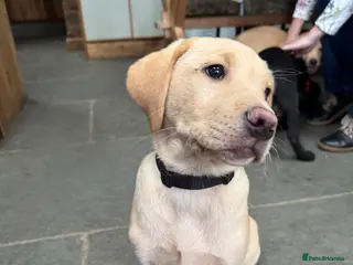 Labrador Retriever dogs Fabulous KC reg Labrador Puppy from top line - Advert 1