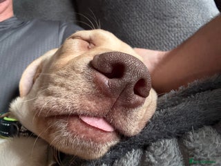 Mixed Breed dogs - Advert 10