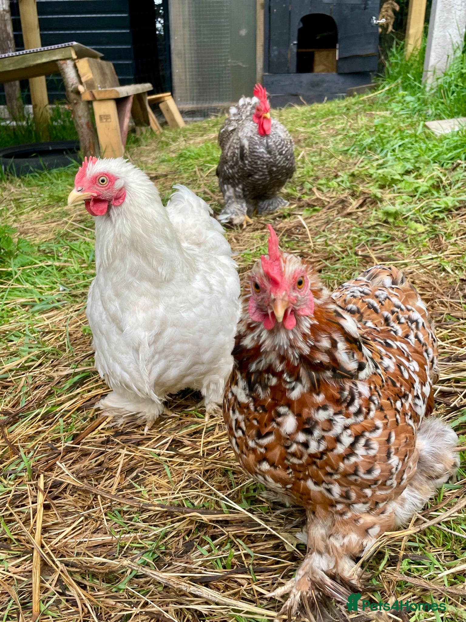 Chickens poultry Chicks pekin bantams  - Advert 1