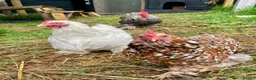 Chickens poultry for sale: Chicks pekin bantams  in Larne - Advert 1