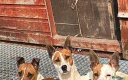 Jack Russell dogs for sale: Jack Russell puppy’s  - Image 7