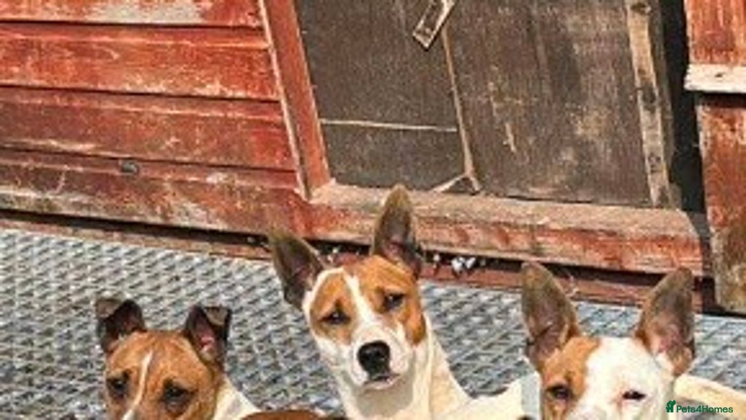 Jack Russell dogs for sale: Jack Russell puppy’s  - Image 7