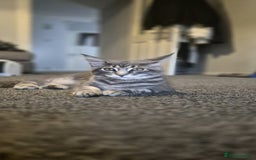 Maine Coon cats for sale: Twinny One and Two in Southend-on-Sea - Image 3