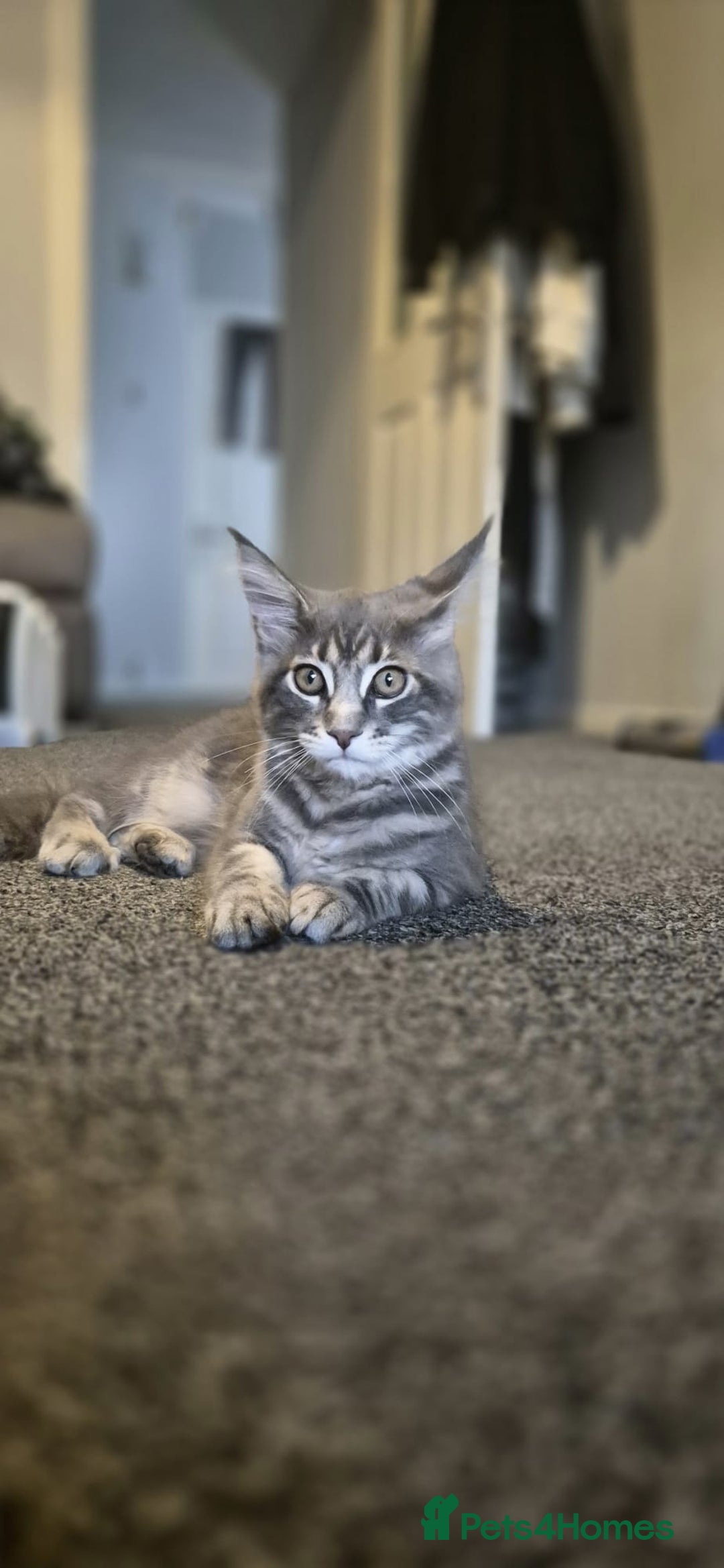 Maine Coon cats for sale: Twinny One and Two in Southend-on-Sea - Image 3