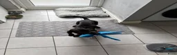 Mixed Breed dogs for sale: Dallas the cocker sausage cross  - Advert 12