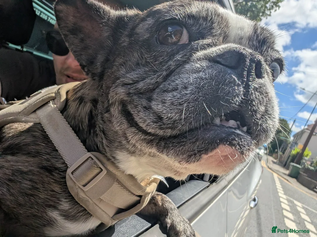 French Bulldog dogs for sale: Luna 2 year old French bulldog  - Advert 2