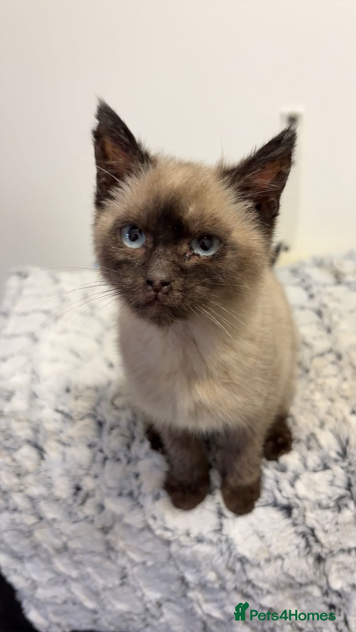 Siamese cats Purebred female Siamese kitten - Rehoming! - Advert 5