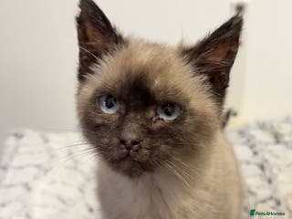 Siamese cats Purebred female Siamese kitten - Rehoming! - Advert 2