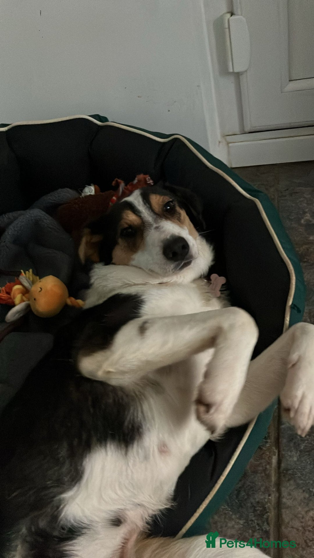 Mixed Breed dogs for adoption: Angel 👼🏼  - Advert 9