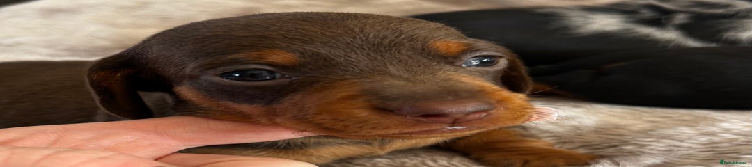 Miniature Dachshund Puppy 2