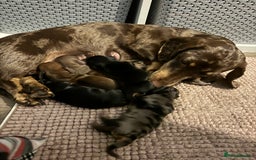 Miniature Dachshund dogs for sale: Quality Miniature Dachshund puppies - Advert 2