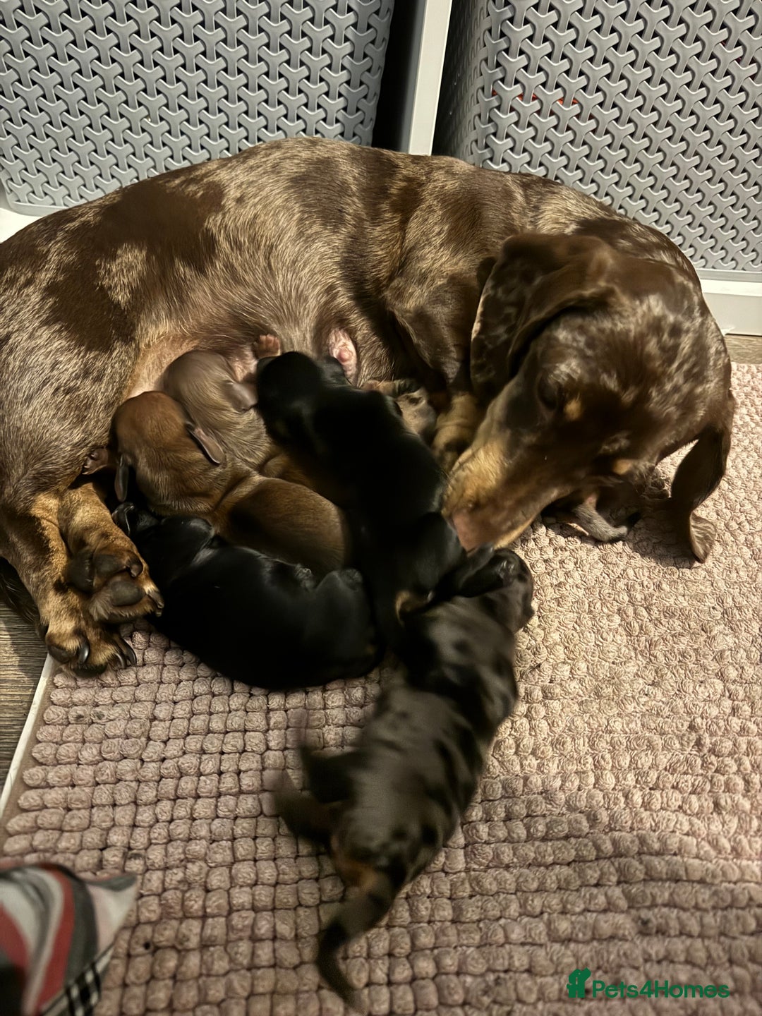 Miniature Dachshund dogs for sale: Quality Miniature Dachshund puppies - Advert 2
