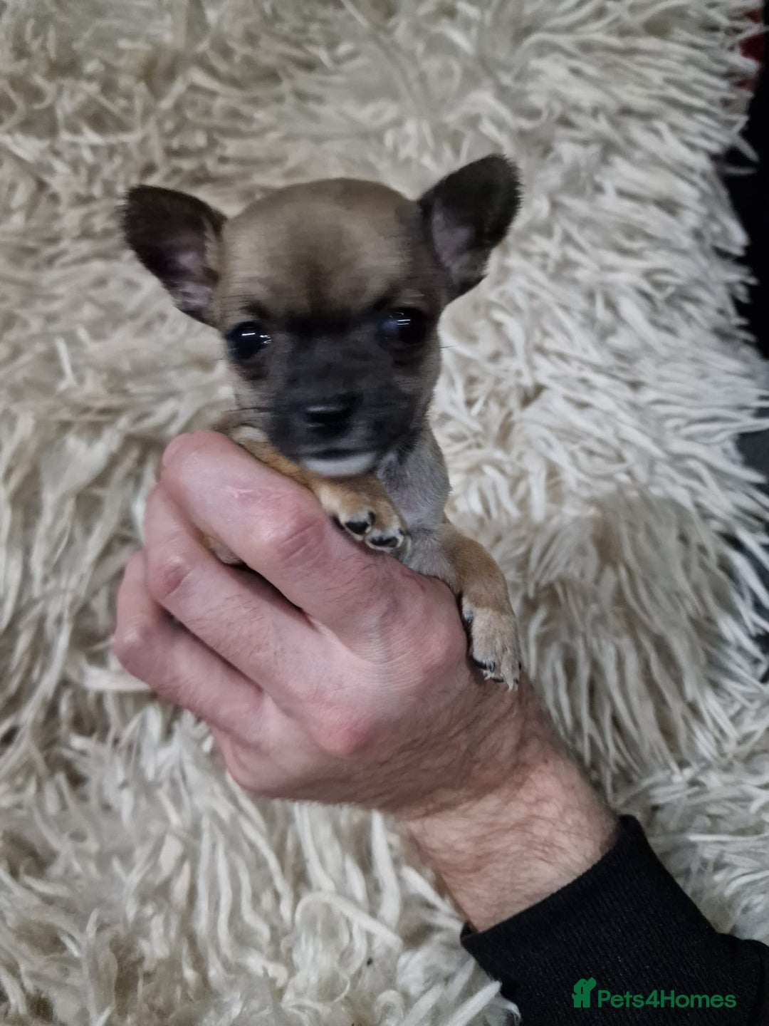 Chihuahua dogs for sale: Small chihuahuas - Advert 2