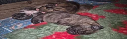 Mixed Breed dogs for sale: Beautiful Brindle Cane Corso/ Mastiff pups - Advert 7