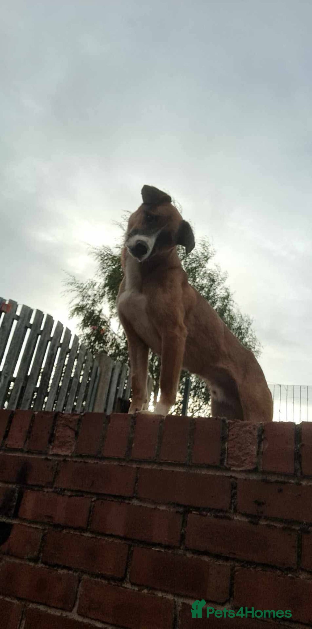 Mixed Breed dogs for adoption: Meet Albie, currently residing in Derbyshire  - Image 5