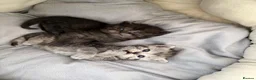 Scottish Fold cats for sale: British Shorthair and Scottish Fold kittens - Advert 8