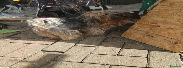 Daisy &Bella