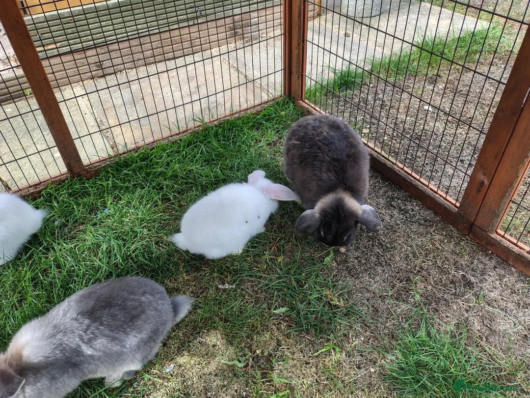 Mini Lop rabbits for sale: Mixed litter of mini lop X dwarf lops  - Advert 2