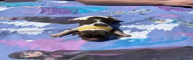 English Springer Spaniel Puppy 1