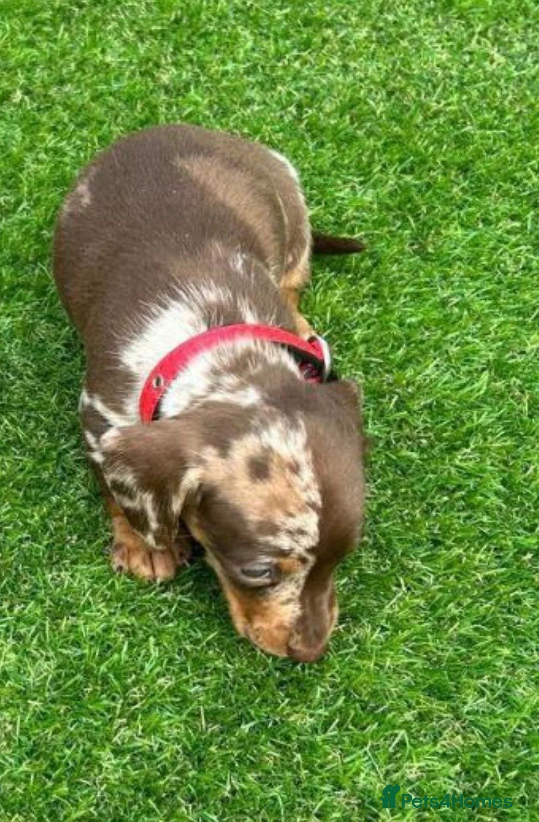 Miniature Dachshund dogs for sale: Absolutely Beautiful litter Miniature Dachshund in Exeter - Advert 2