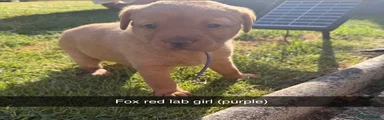 Labrador Retriever 5