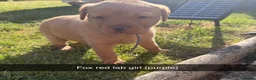 Labrador Retriever dogs for sale: Fox red Labrador puppies  - Advert 3