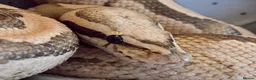 Python Snake reptiles for sale: Vanilla x Fire Adult Royal Python  in Nuneaton - Advert 2