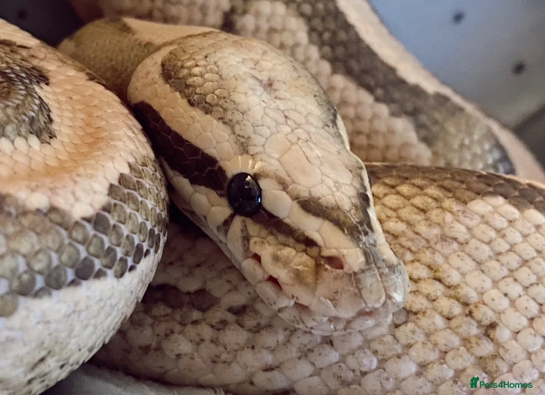 Python Snake reptiles for sale: Vanilla x Fire Adult Royal Python  in Nuneaton - Advert 2