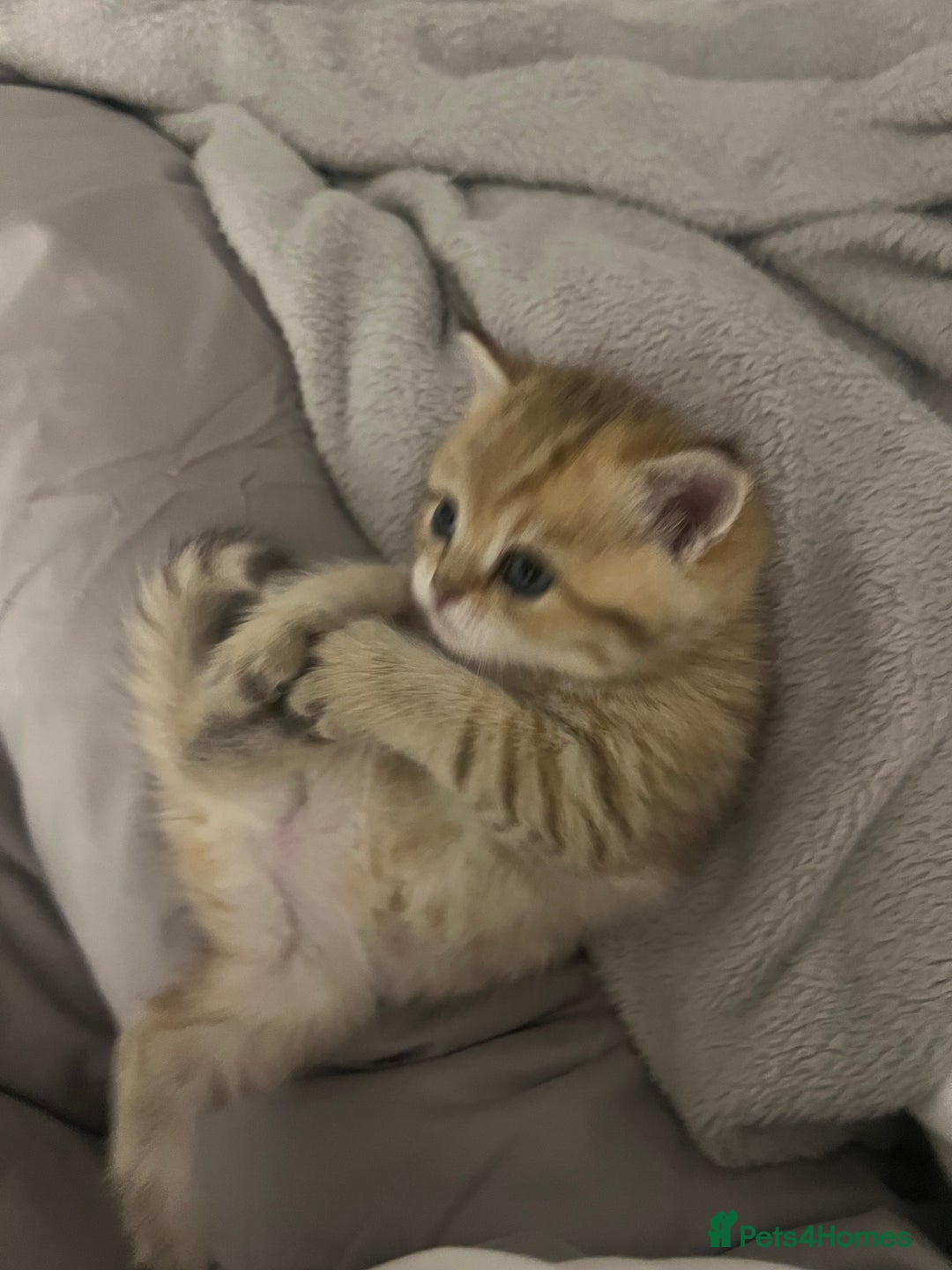 British Shorthair cats for sale: Two golden British Shorthair females - Advert 15