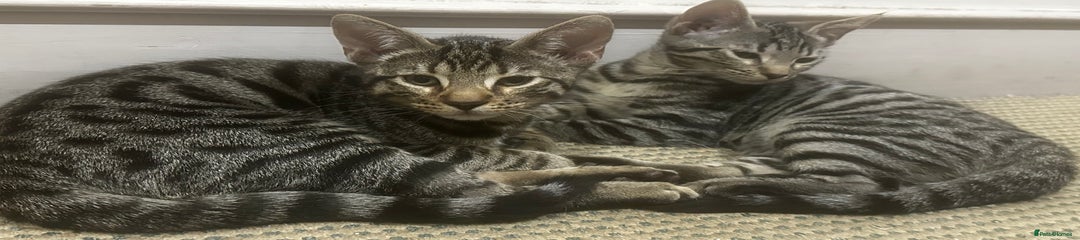Bengal Kitten 2