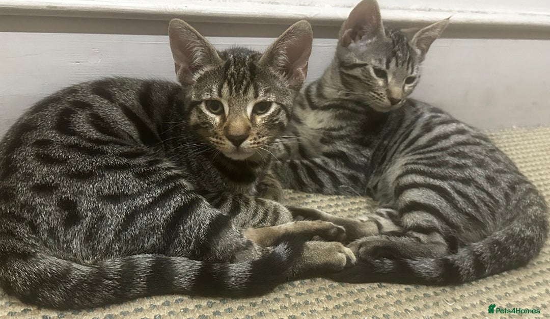 Bengal cats for sale: Bengal x Bombay kittens —REDUCED FR £120 TO £75 - Image 7