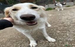 Mixed Breed dogs for adoption: Levi is searching for a family - Image 7