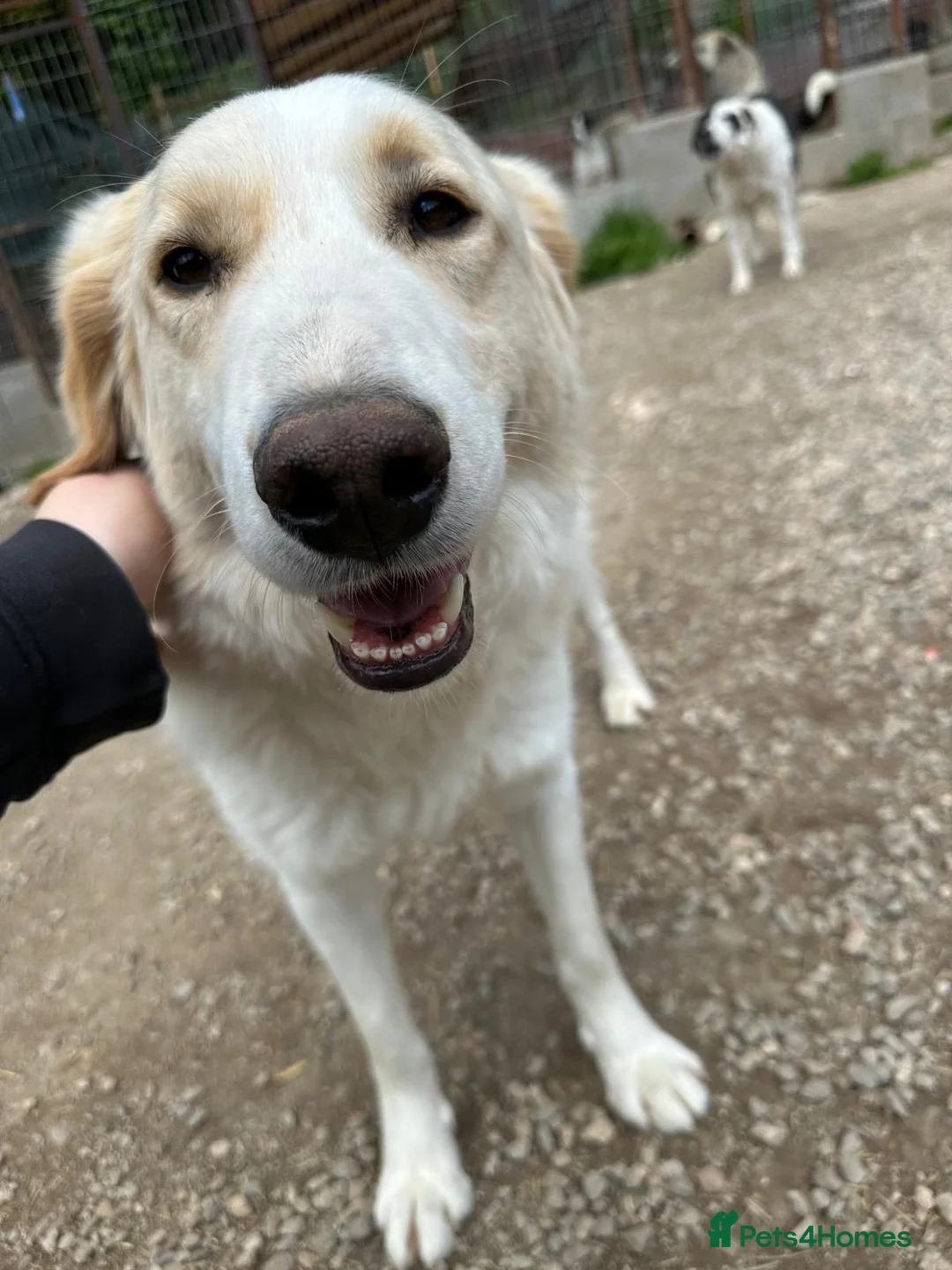 Mixed Breed dogs for adoption: Levi is searching for a family - Advert 7