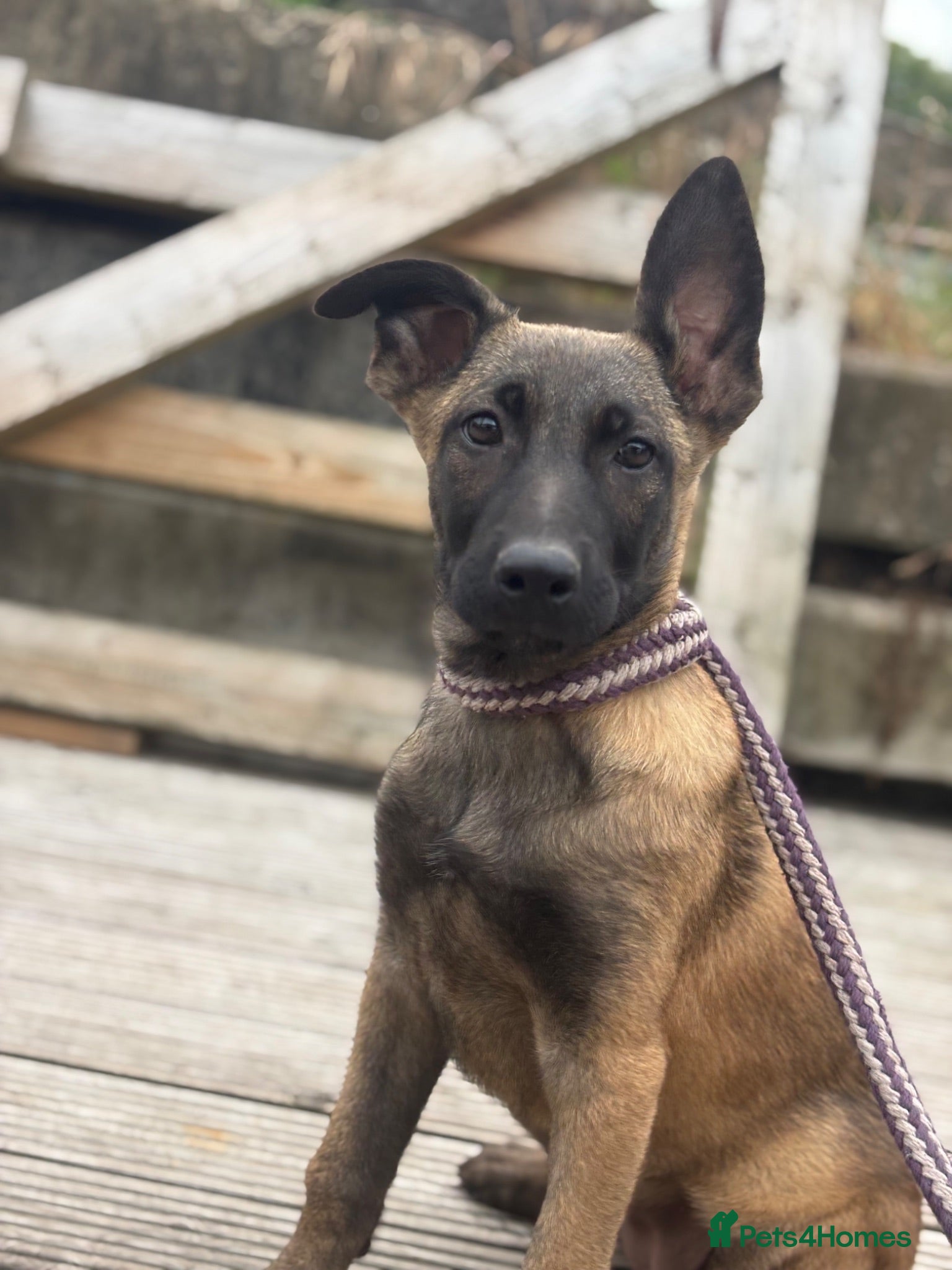 Belgian Shepherd Dog dogs Ready to leave Female Pups  - Advert 5