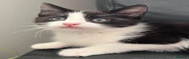 Ragdoll 1