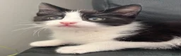 Ragdoll cats for sale: Beautiful Ragdoll X - Advert 21