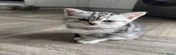 British Shorthair cats for sale: GCCF REGISTERED SILVER TABBY & SPOTTED BSH KITTENS - Advert 1