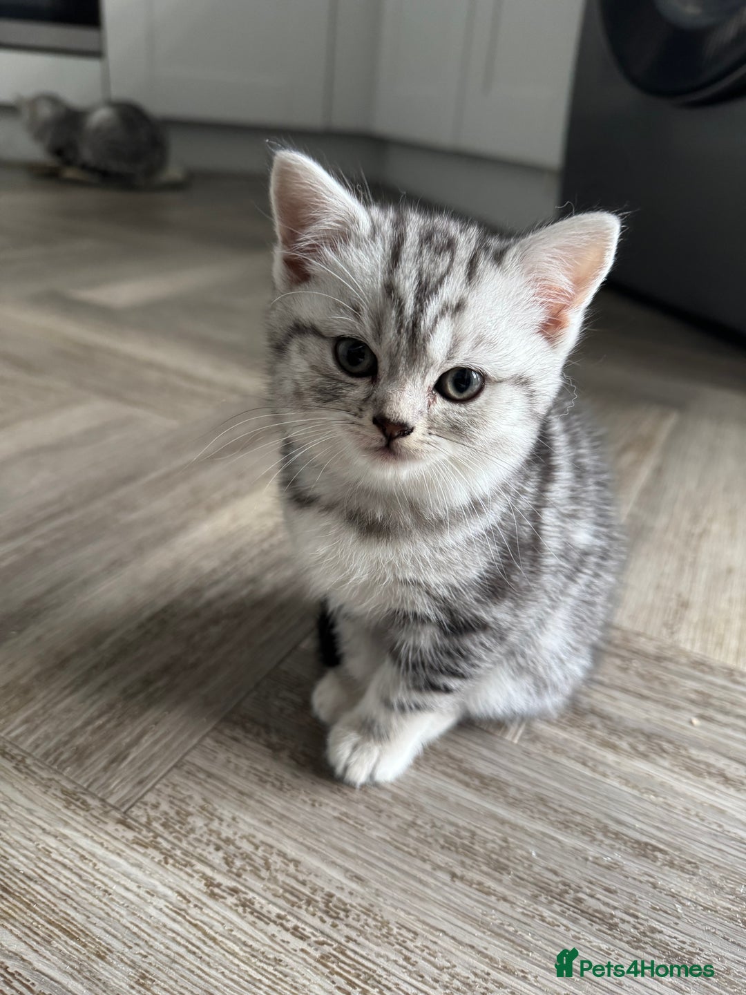 British Shorthair cats for sale: GCCF REGISTERED SILVER TABBY & SPOTTED BSH KITTENS - Advert 1
